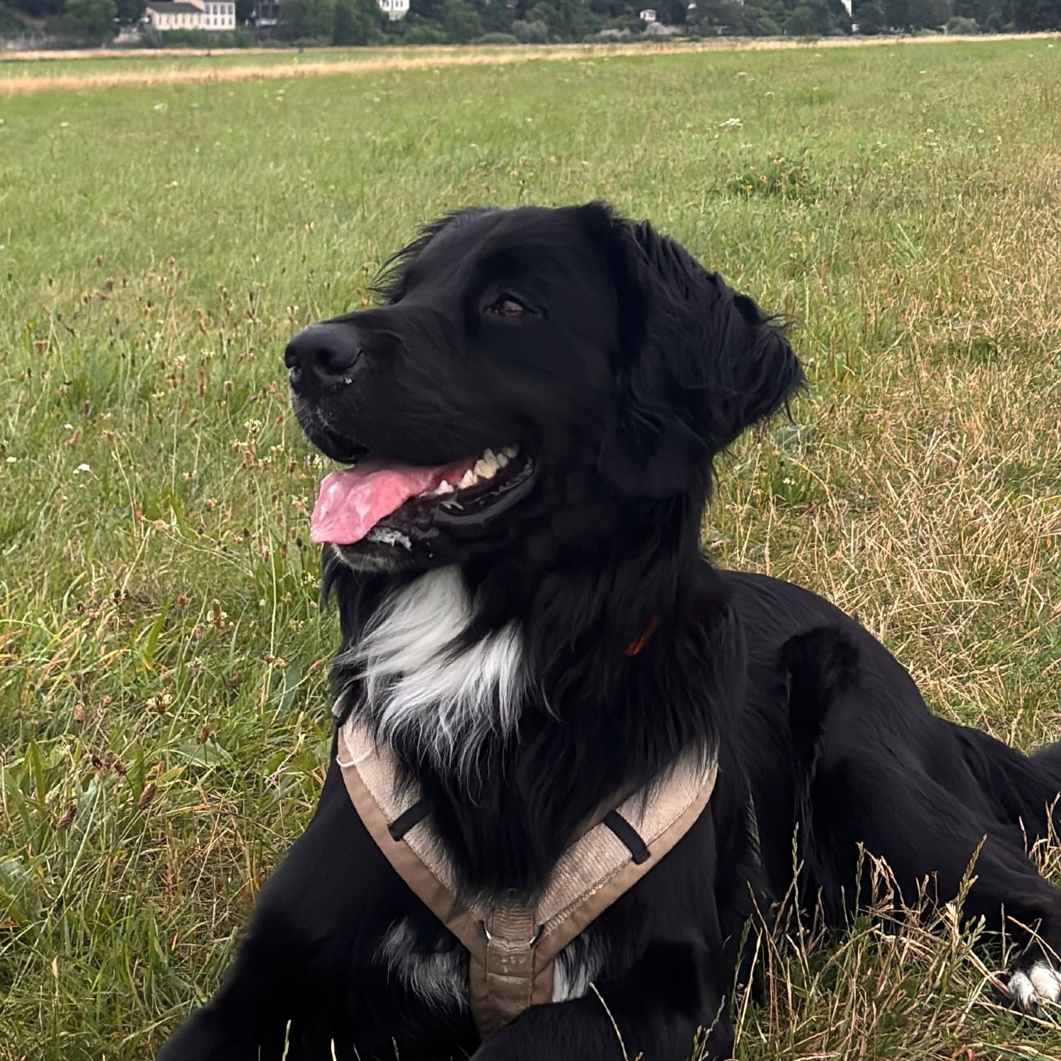 Allianz Versicherung Alexander Tscheketa Dresden - Bürohund Bruno
