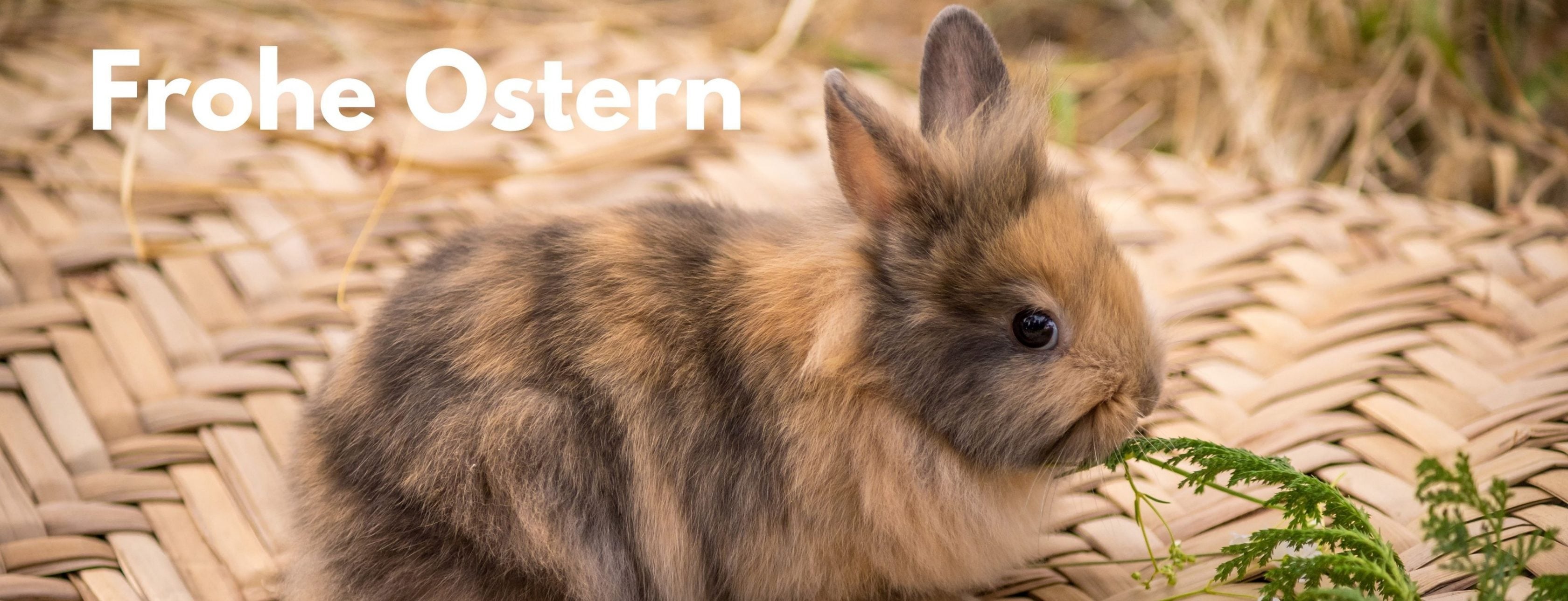 Allianz Versicherung Alexandra Gronkowski Regen - Versicherung Regen Allianz Alexandra Gronkowski