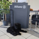 Allianz Versicherung Alexandra Knorr Kriftel - Lola Briard Agenturhund