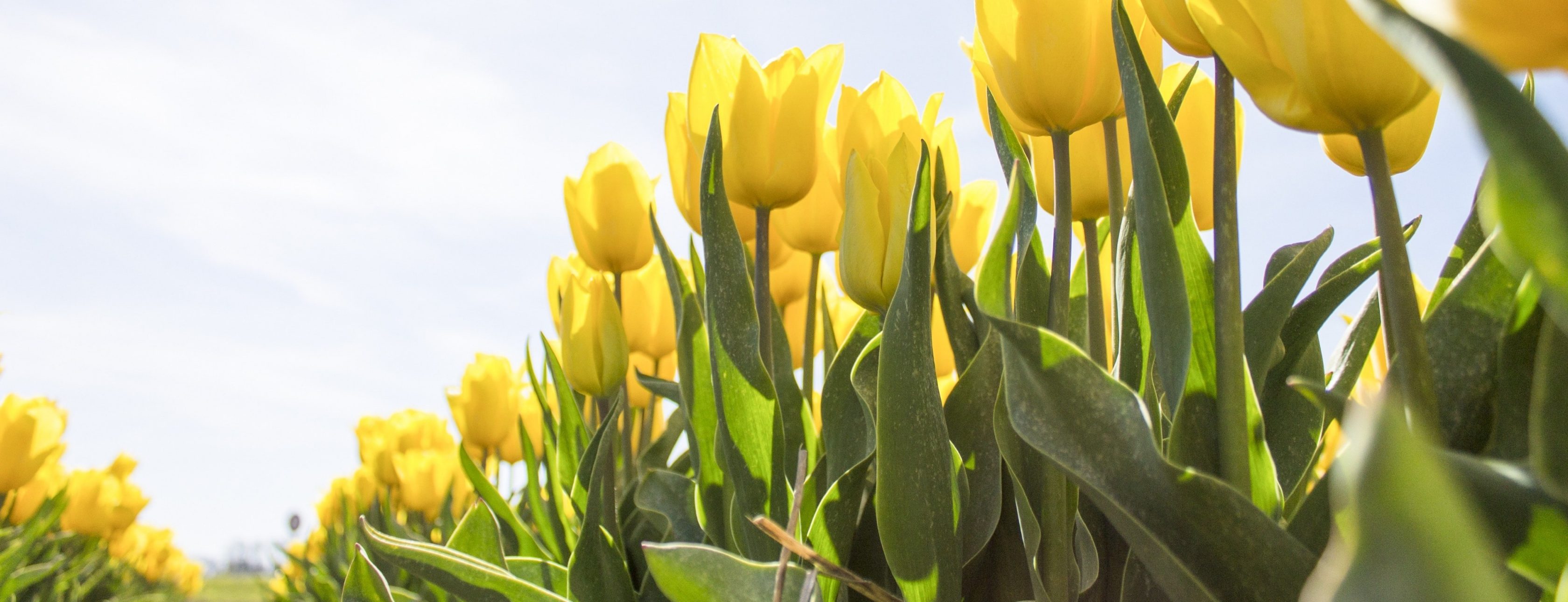 Allianz Versicherung Stephan Drost Königswartha - Johnsdorfer Teich