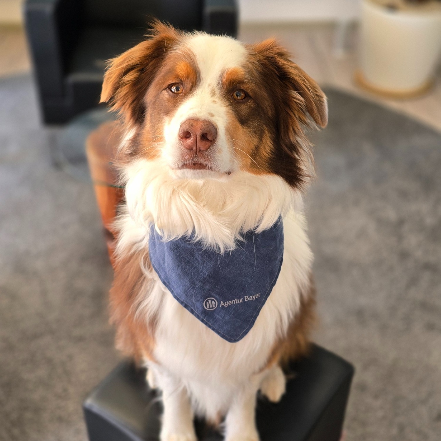 Allianz Versicherung Harald Bayer Kleinostheim - Milo Knopp