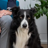 Allianz Versicherung ZaHeGo OHG Bayreuth - Bürohund Sam