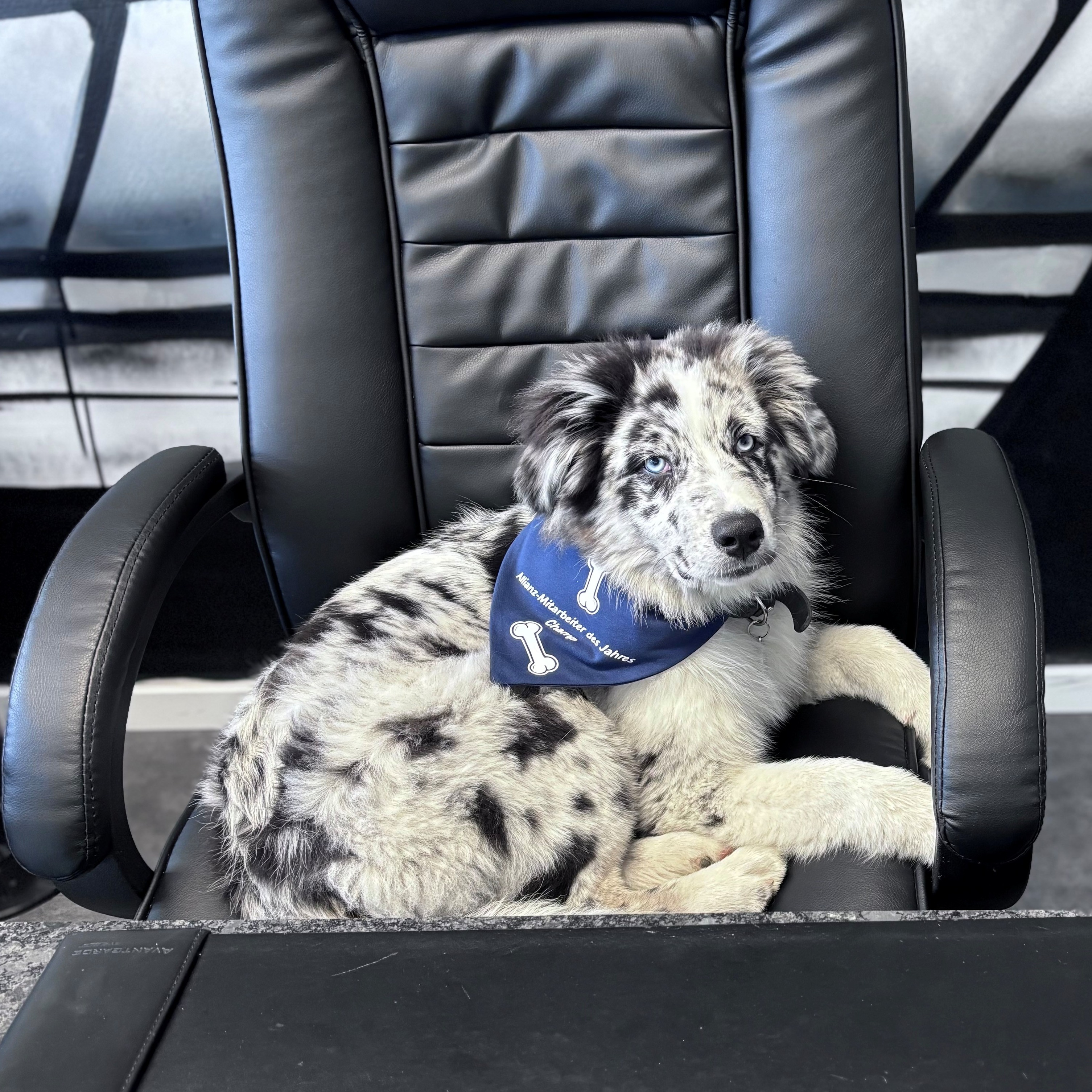 Allianz Versicherung Anja Plöger Bottrop - Champ - unser Agenturhund