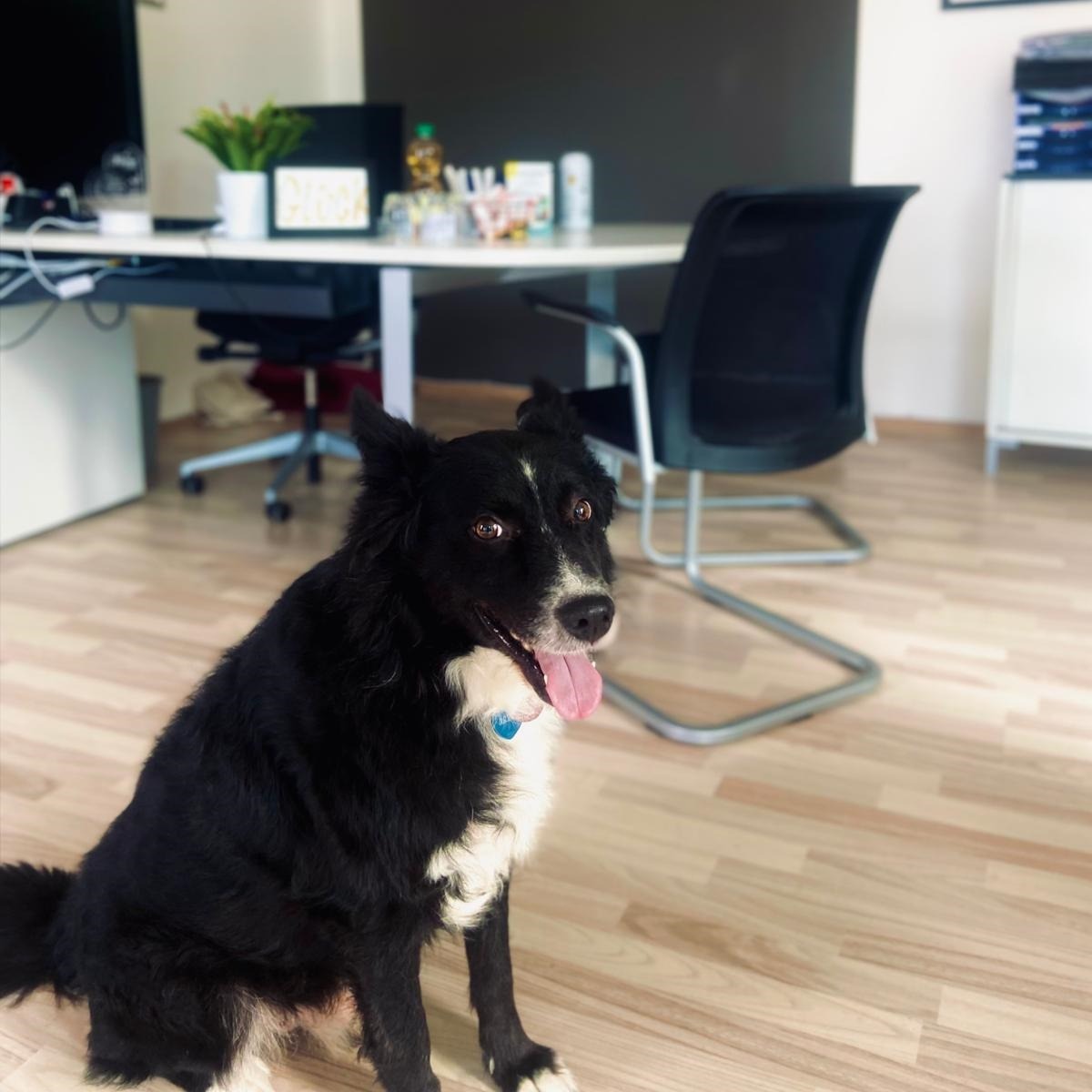 Allianz Versicherung Anja Sanzarello Baumholder - Dog Quitschi