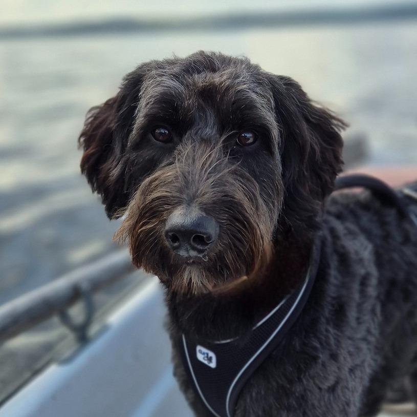 Allianz Versicherung Arndt Frech e.K. Büchen - Balu Bürohund Allianz Agentur Arndt Frech Büchen