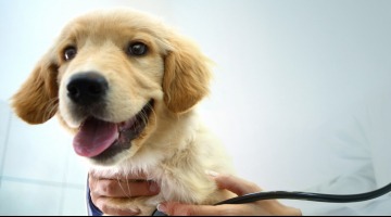 Allianz Versicherung Bastian Kuhl Zempin - Tierkrankenversicherung Hund Allianz Zempin Kuhl