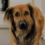 Allianz Versicherung Bernd Schlayer Leipzig - Spezialist für Hundehaftpflicht  Tierkranken