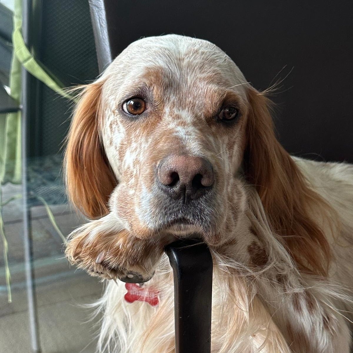 Allianz Versicherung Daniel Berning Rheine - Oscar Englisch Setter