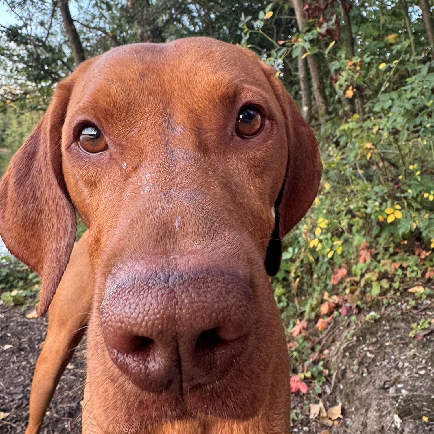 Allianz Versicherung Berninger OHG Brühl - Fridolin