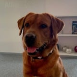 Allianz Versicherung Bert Valentin Maulburg - Bürohund Jasco – Labrador in der Allianz Agentur Bert Valentin in Maulburg, Spezialist für Tierkrankenversicherung