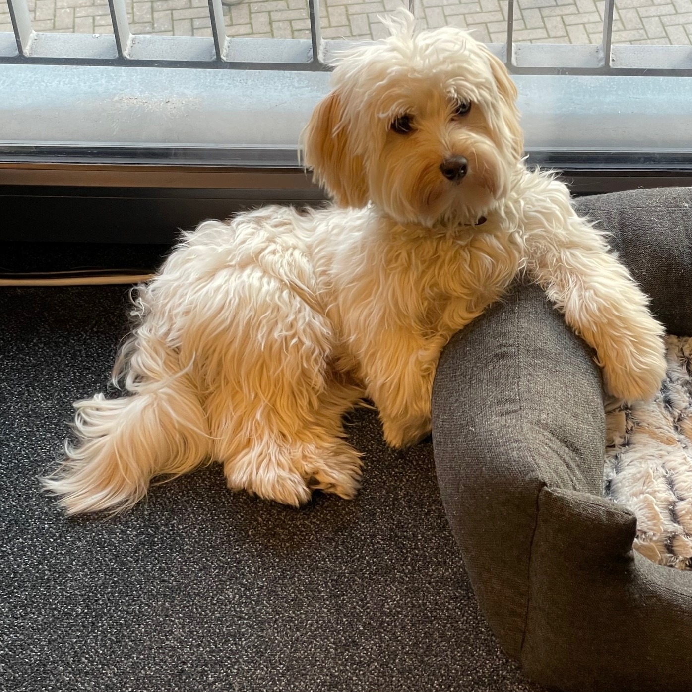 Allianz Versicherung BEYER OHG Bielefeld - Kalle Beyer