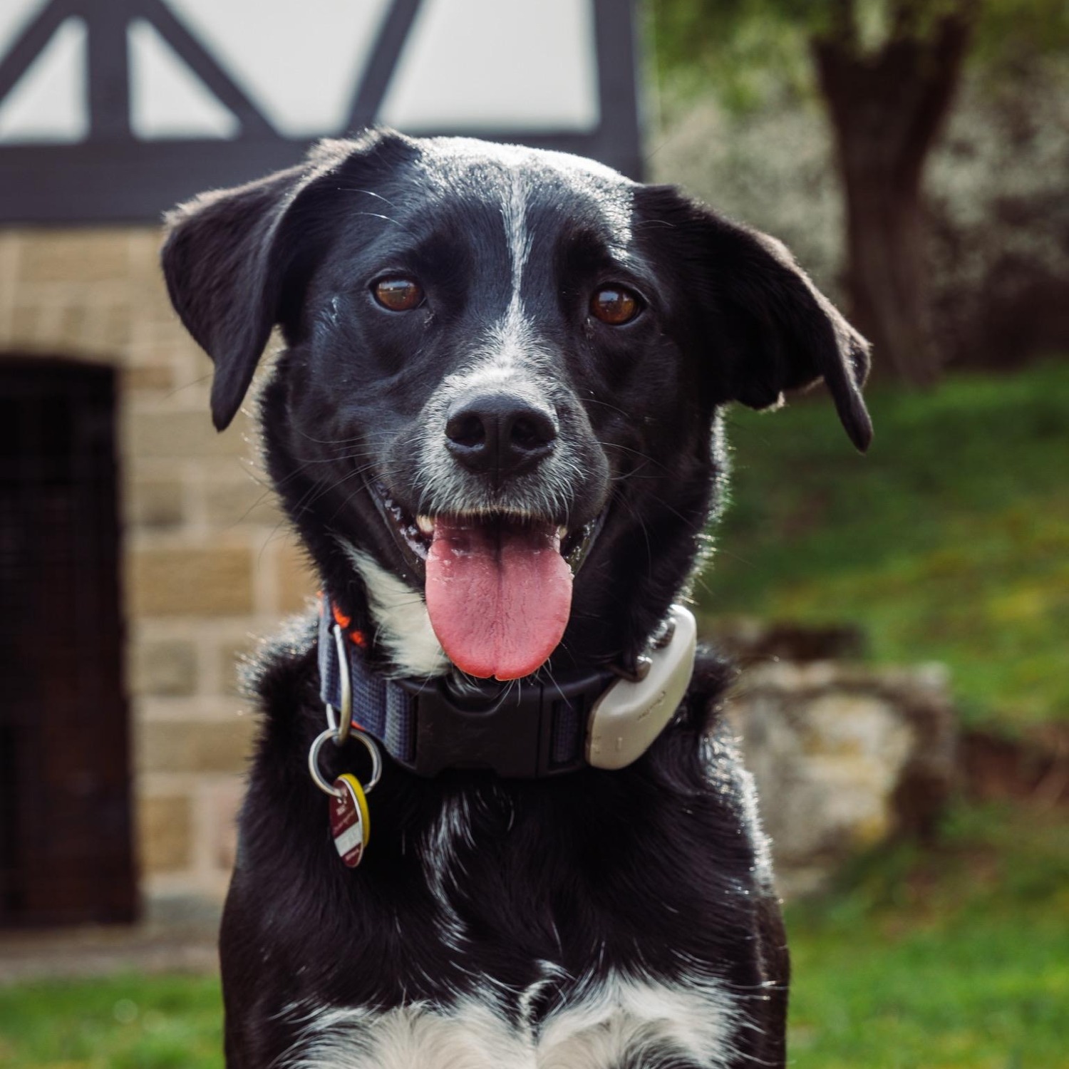 Allianz Versicherung Christian Cortot Großbottwar - Allianz Cortot Grossbottwar Tier,Hund,Katze,Pferd