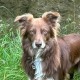 Allianz Versicherung Christian Cortot Großbottwar - Hund Krankenversicherung Tier Tierarzt Pferd