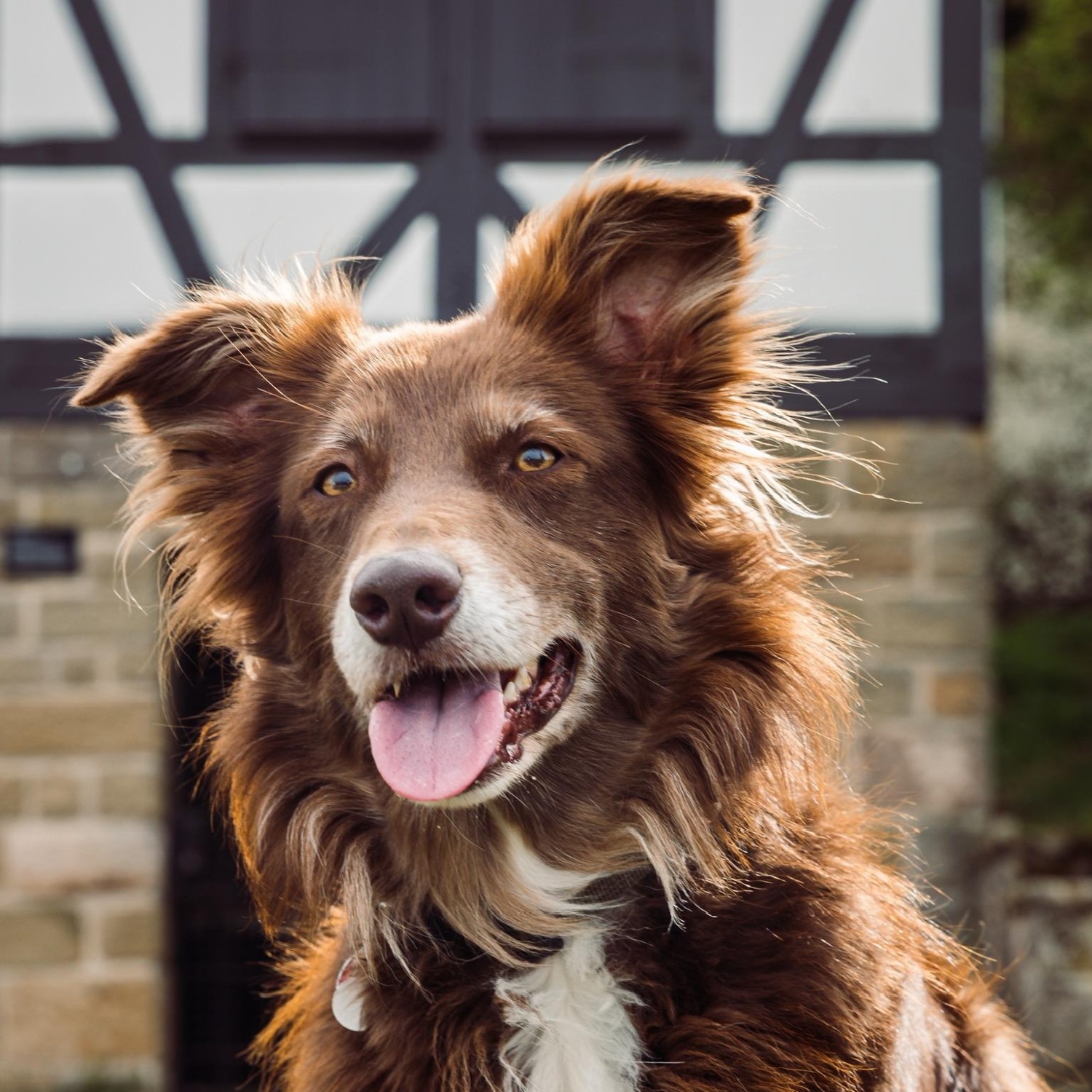 Allianz Versicherung Christian Cortot Großbottwar - Hund Krankenversicherung Tier Tierarzt Pferd