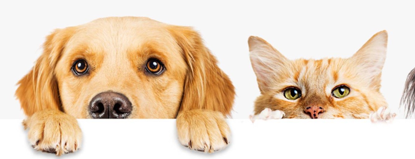 Allianz Versicherung Christine Schairer Berlin - Tierversicherungen für Katz & Hund  