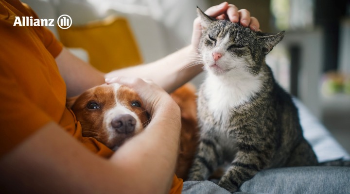 Allianz Versicherung Claudia Weig Nürnberg - Tier- OP, Krankenversicherung, Hund, Katze Pferd