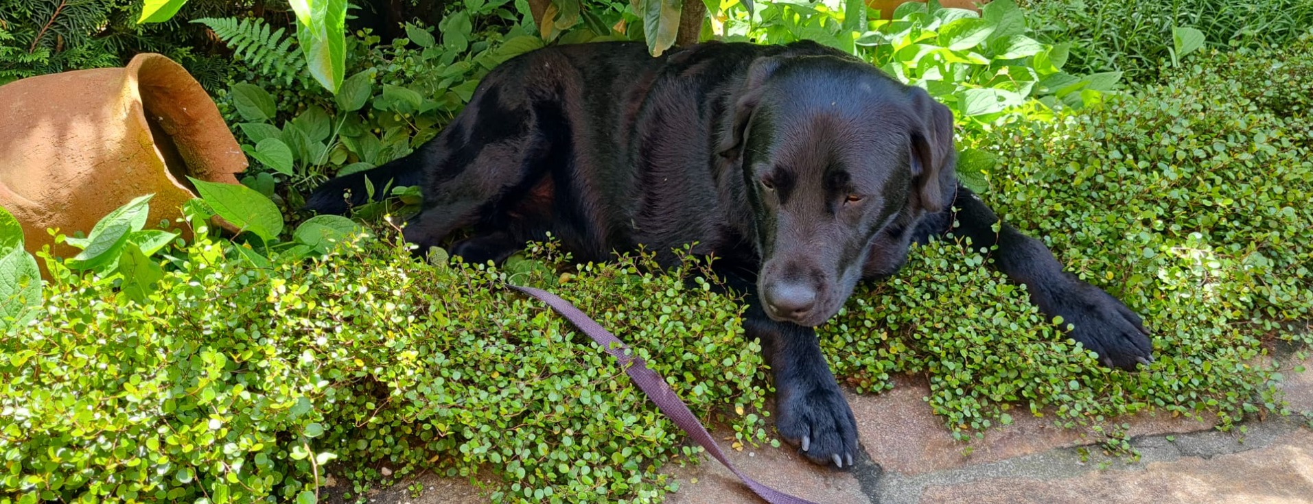 Allianz Versicherung Daniel Sam Traunstein - Tierarzt, Arzt, Tierkranken, Kranken, Hund, Katze