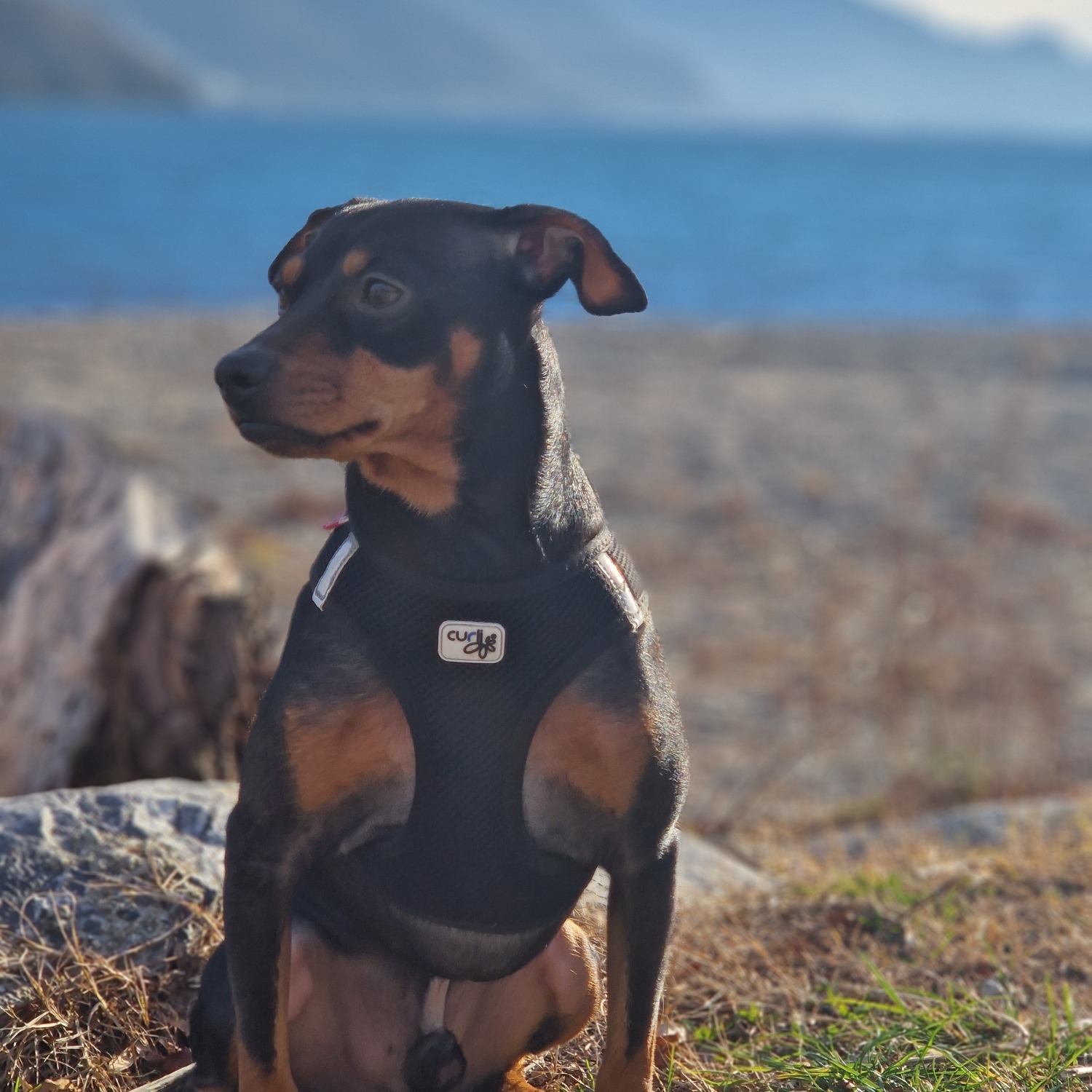 Allianz Versicherung Daniel Vöglein Ketsch - Lemmy Vöglein