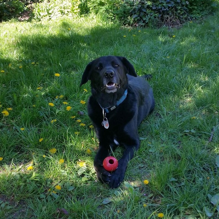 Allianz Versicherung David Kutschera Berlin - Im Herzen Kreuzberg AXA VHV HUK HDI ERGO HANSE DOG