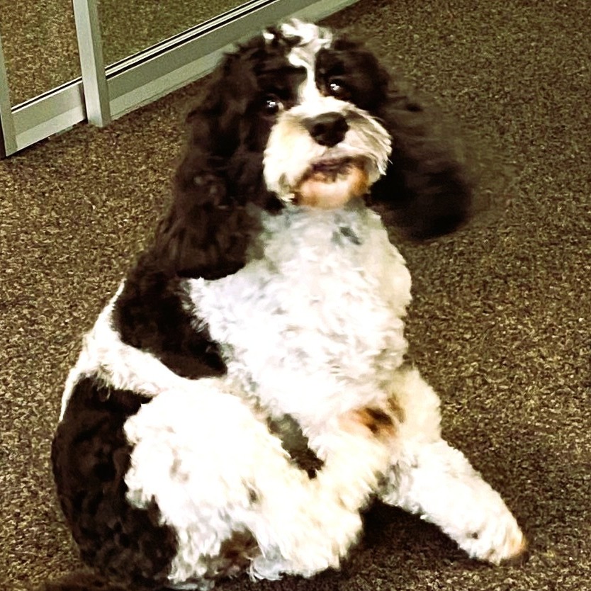 Allianz Versicherung Degant und Stegmann Weißenhorn - Tierkrankenversicherung Hundeversicherung Tierarzt