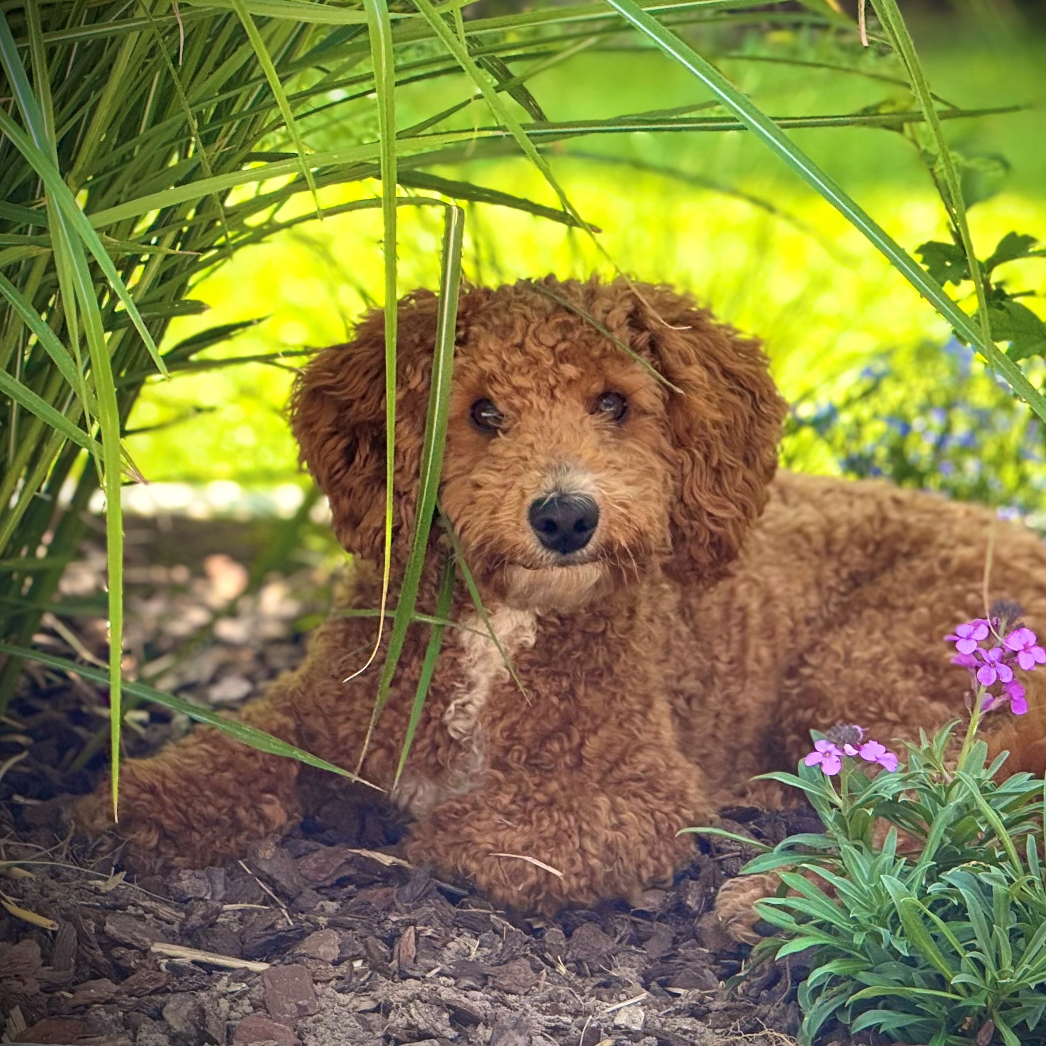 Allianz Versicherung Dennis Finck-Thormählen Garding - Bürohund Scotty