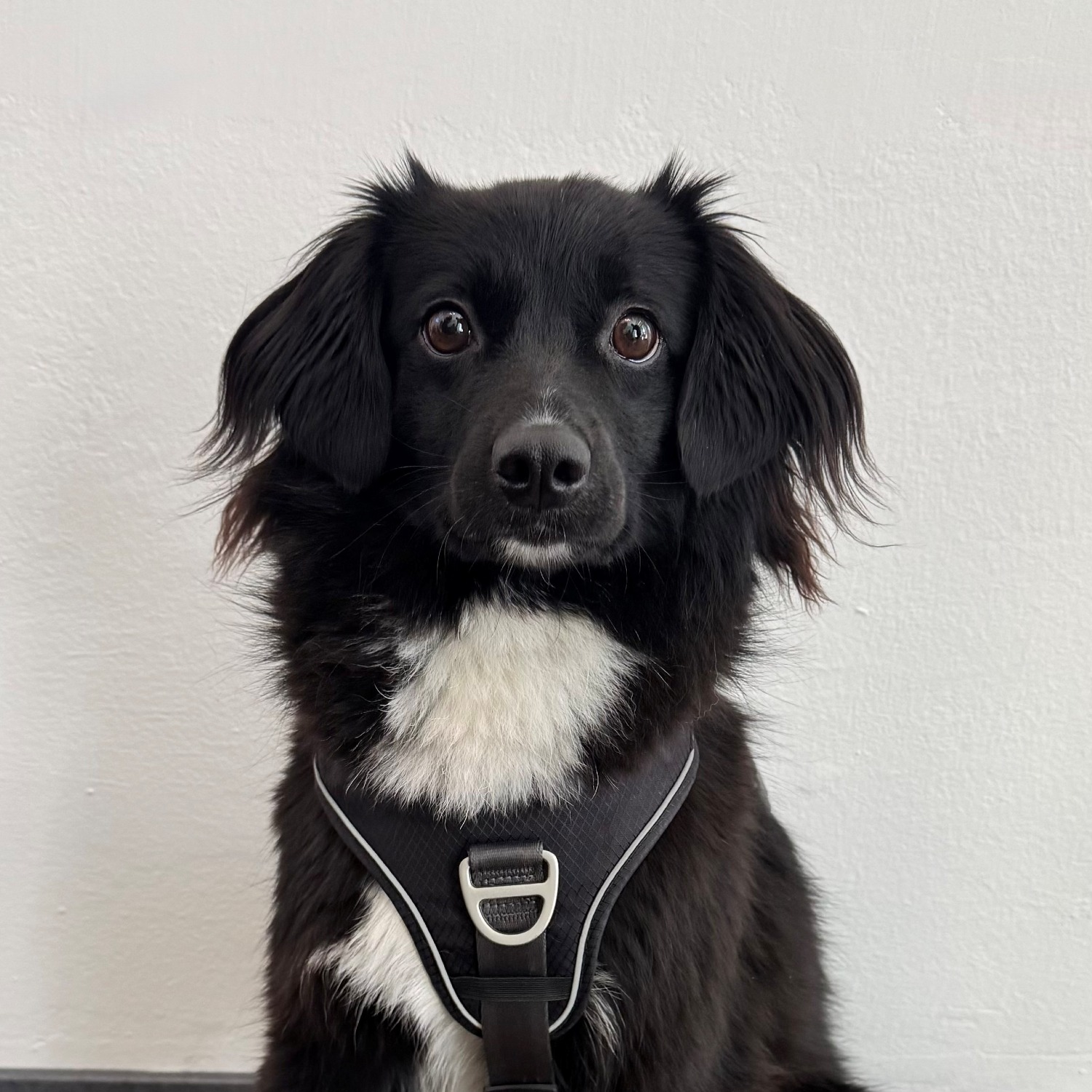 Allianz Versicherung Dennis Walter Augsburg - Majlo Bürohund