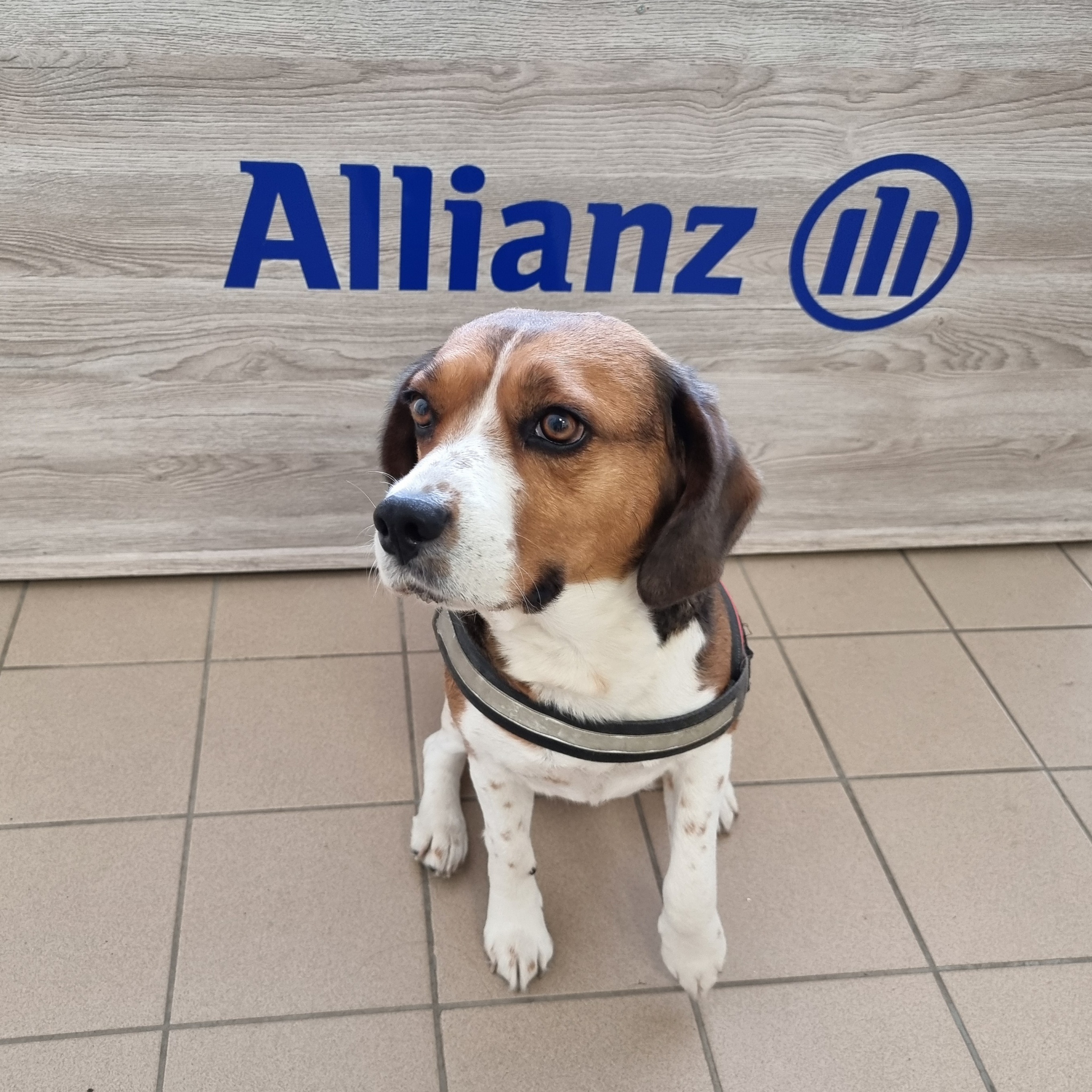 Allianz Versicherung Gläser u.Strutzberg GbR Quedlinburg - Nelly