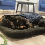 Allianz Versicherung Dominik Butteron Hungen - Bürohund Otto