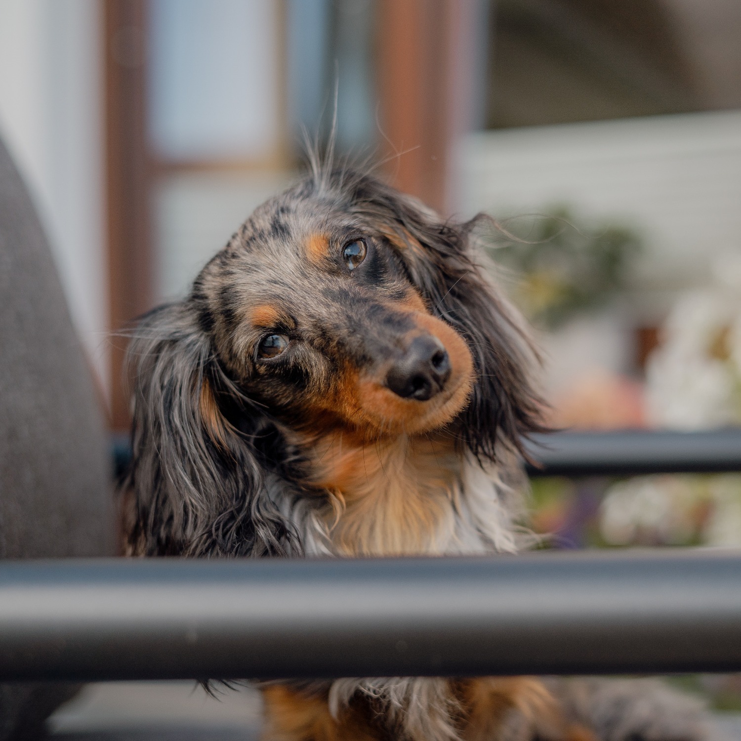 Allianz Versicherung Dullek und Ruwolt OHG Bad Doberan - Tommy Bürohund Allianz Agentur Bad Doberan 