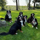 Allianz Versicherung Edin Fakic Bad Laer - Tierkrankenversicherung; OP Versicherung; Hund;
