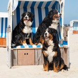 Allianz Versicherung Edin Fakic Bad Laer - Hundehalterhaftpflicht Tierkrankenversicherung OP