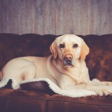 Allianz Versicherung Andres und Andres OHG Berlin - Bürohund Mailo
