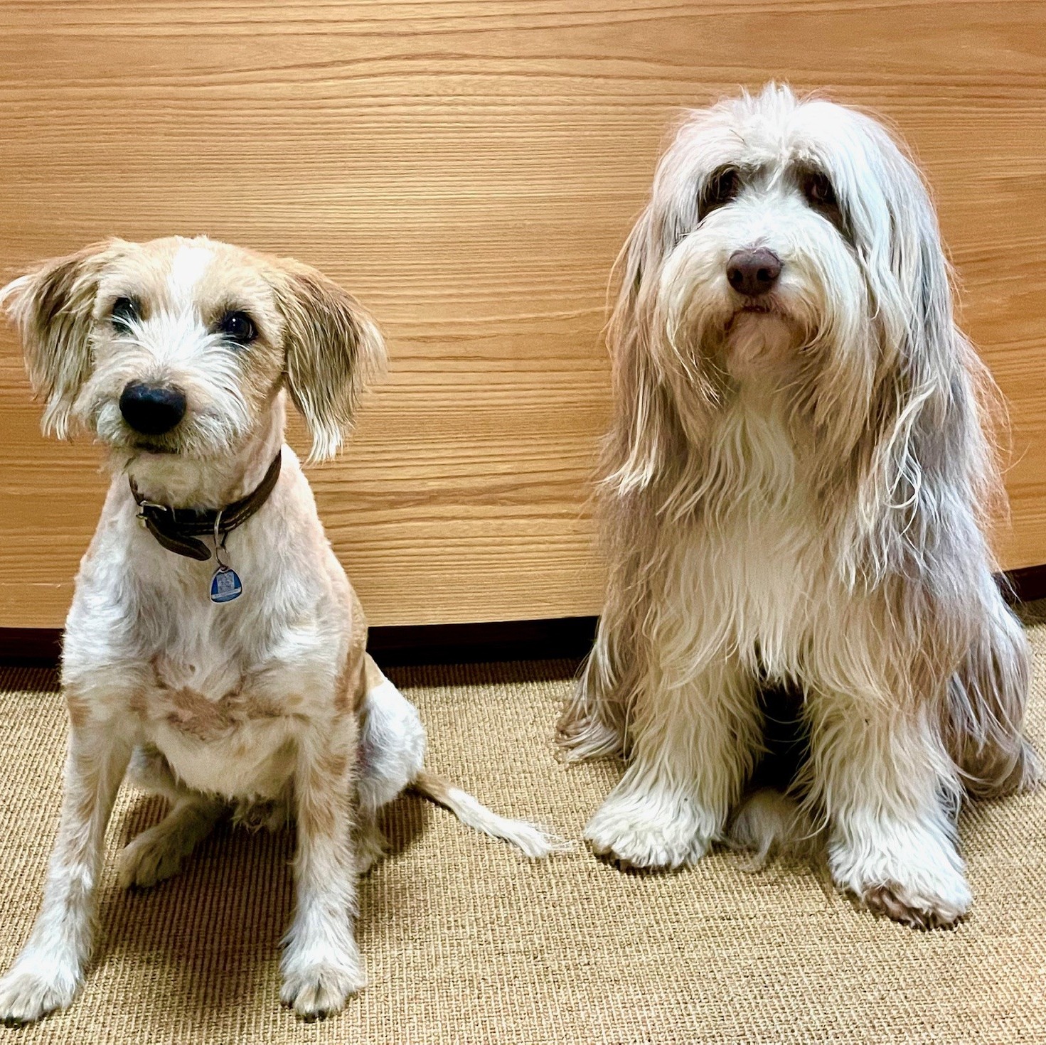 Allianz Versicherung Einhellig und Hoffmann OHG Pullach im Isartal - Hunde