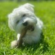 Allianz Versicherung Ellis Karbaum Naumburg Saale - Tierkrankenversicherung Hund