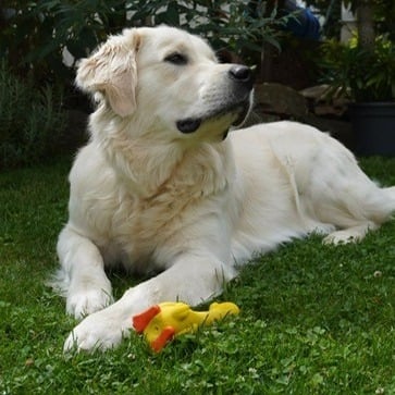 Allianz Versicherung Enrico Wurst Riesa - Eddy ####