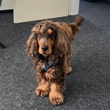 Allianz Versicherung Ertürk und Kubas OHG Krefeld - Bürohund Cooper