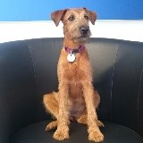 Allianz Versicherung Harald Goertz Hamm - Wilma Hund Tierversicherung Allianz Goertz Hamm