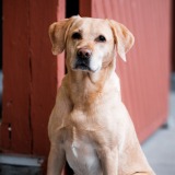 Allianz Versicherung Firat Özden e.K. Lübeck - Hund, gute Laune, Tierkrankenversicherung, Tier-OP