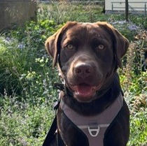 Allianz Versicherung Frank Wacker Bad Dürrenberg - Allianz Frank Wacker Pino