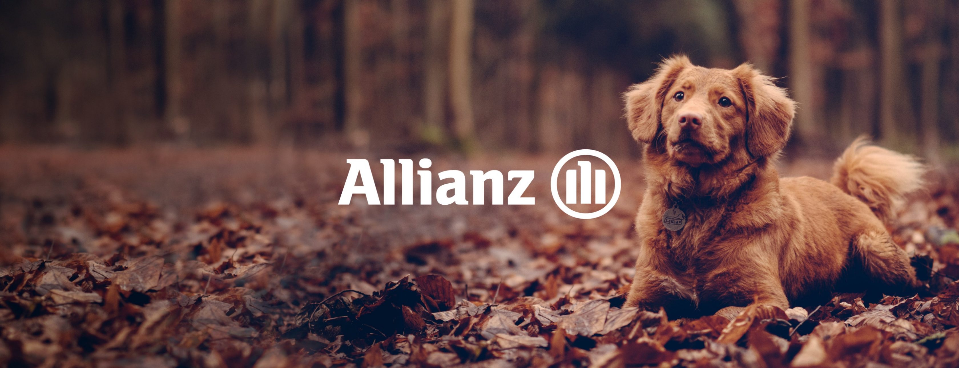 Allianz Versicherung Axel Gerull Achern - Ihr Allianz-Team Achern