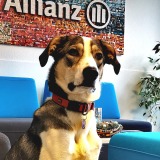 Allianz Versicherung C.Weber und A.Orth Idar-Oberstein - Agenturhund  Kalle