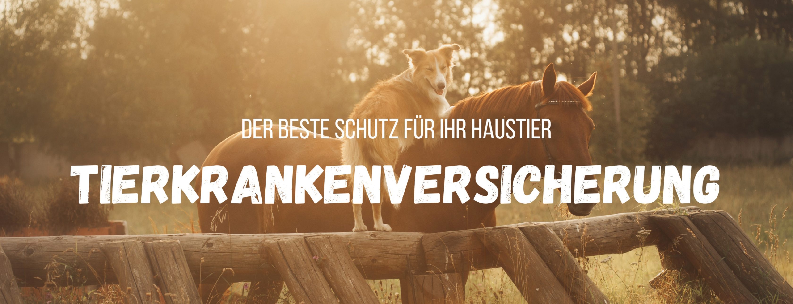 Allianz Versicherung Heidi Noormann Leer Ostfriesland - Tierkrankenversicherung OP-Versicherung Hund Pferd