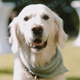 Allianz Versicherung Häder und Mey OHG Hamburg - Hundehaftpflicht, Tierkrankenversicherung, Tiere