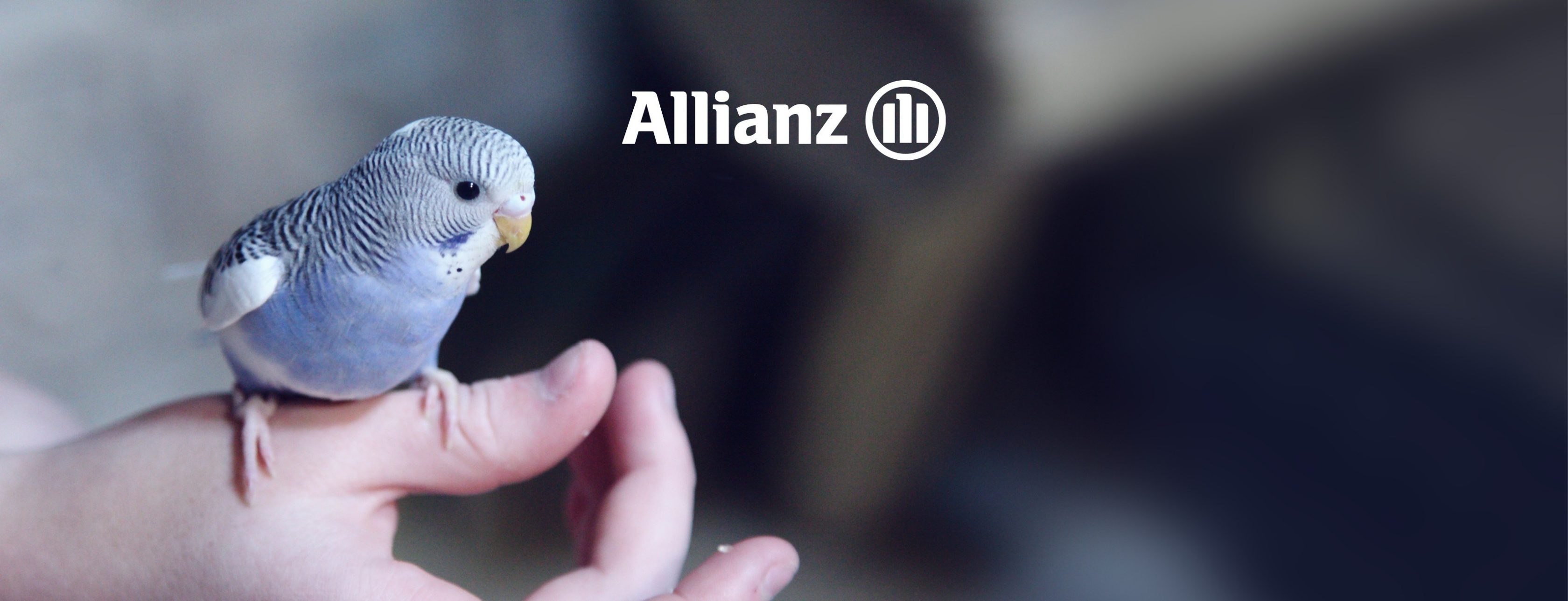 Allianz Versicherung Holger Kloos Karlshuld - Titelbild