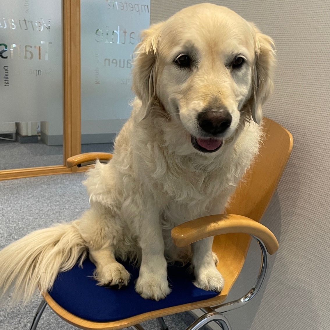 Allianz Versicherung Imhoff und Taha OHG Remscheid - Maja .