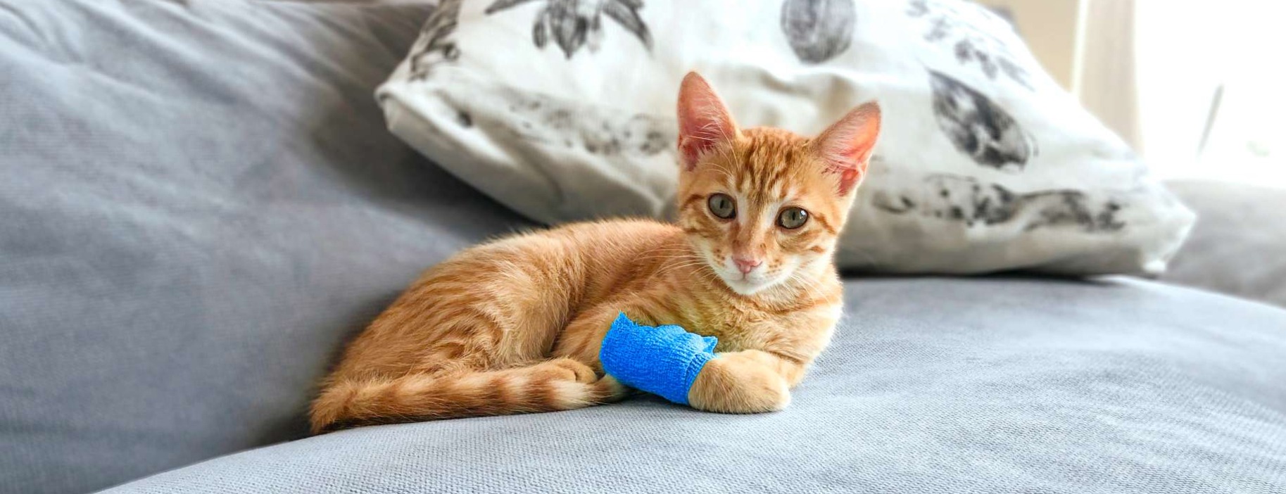 Allianz Versicherung Ines Feyer Königs Wusterhausen - Katze mit einem Verband