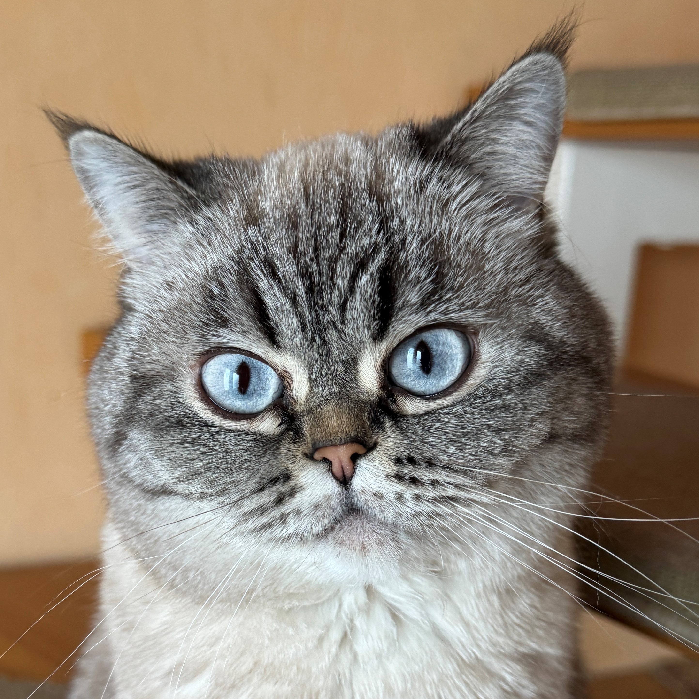 Allianz Versicherung Ines Feyer Königs Wusterhausen - Katze Pamuk