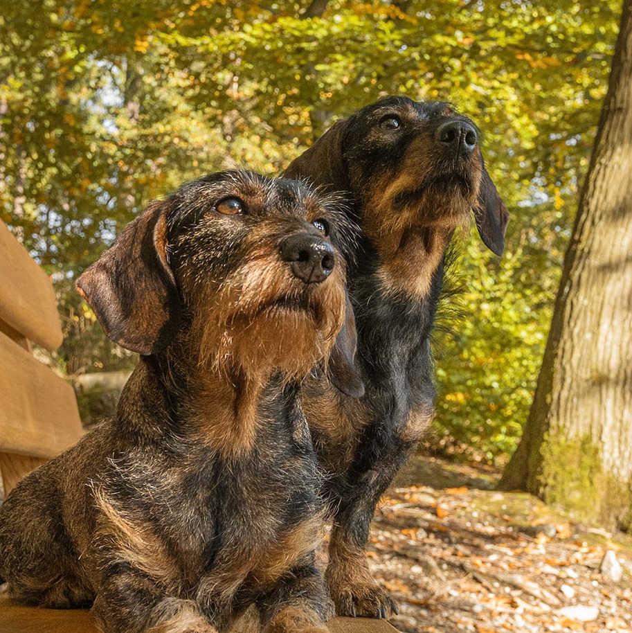 Allianz Versicherung Fabian Höhn Friedrichsdorf - anja von der hasselbächer höhe fides