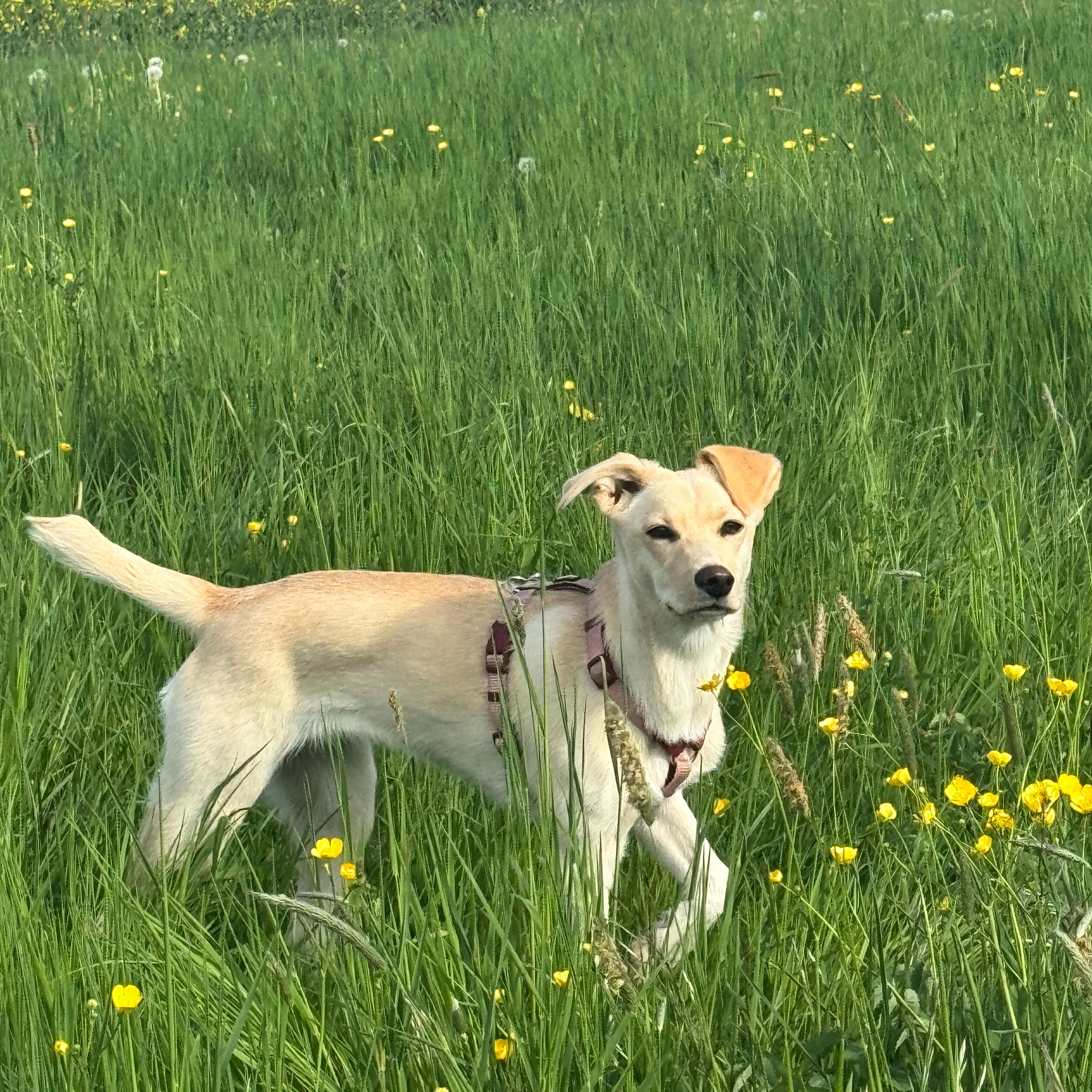 Allianz Versicherung Dipl.-Ing.Franziska Keil Oettingen in Bayern - Tierkrankenversicherung, Hundehaftplficht, Pferd