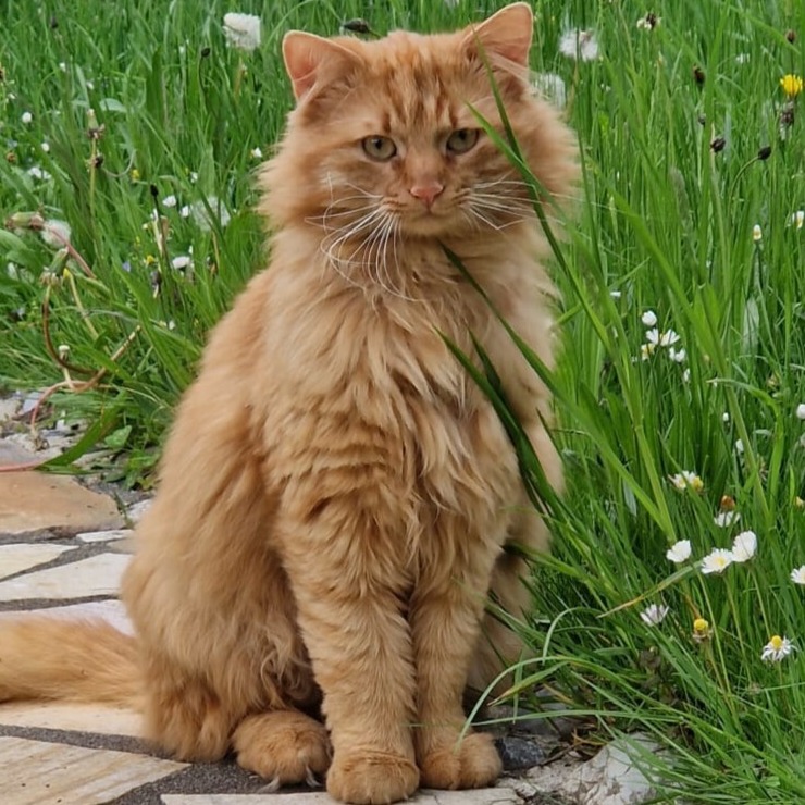 Allianz Versicherung Markus Czernik e.K. Hausham - Fiffi